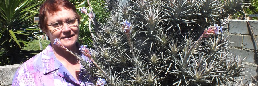 Mary Badenhorst by haar Tillandsia lugplant wat ná 28 jaar vir die eerste keer pryk met pragtige pers blomme 